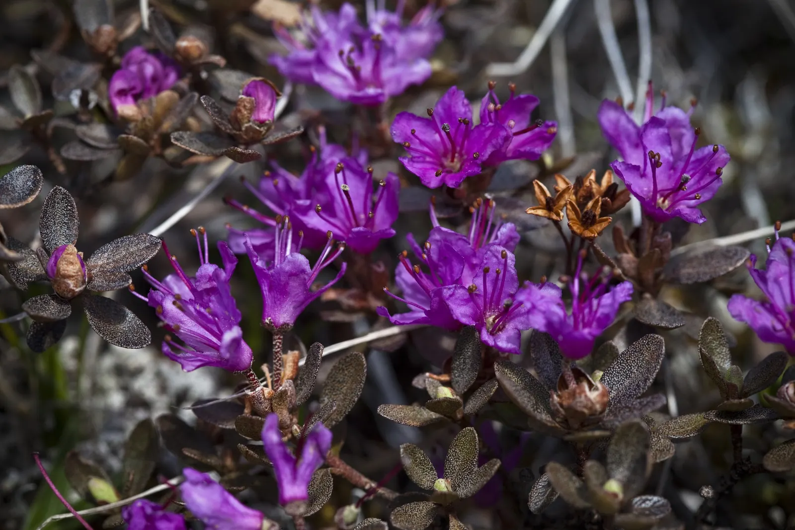 Rosebay Rhododendron (Rhododendron Maximum) — this Rhododendron requires ample space for growth