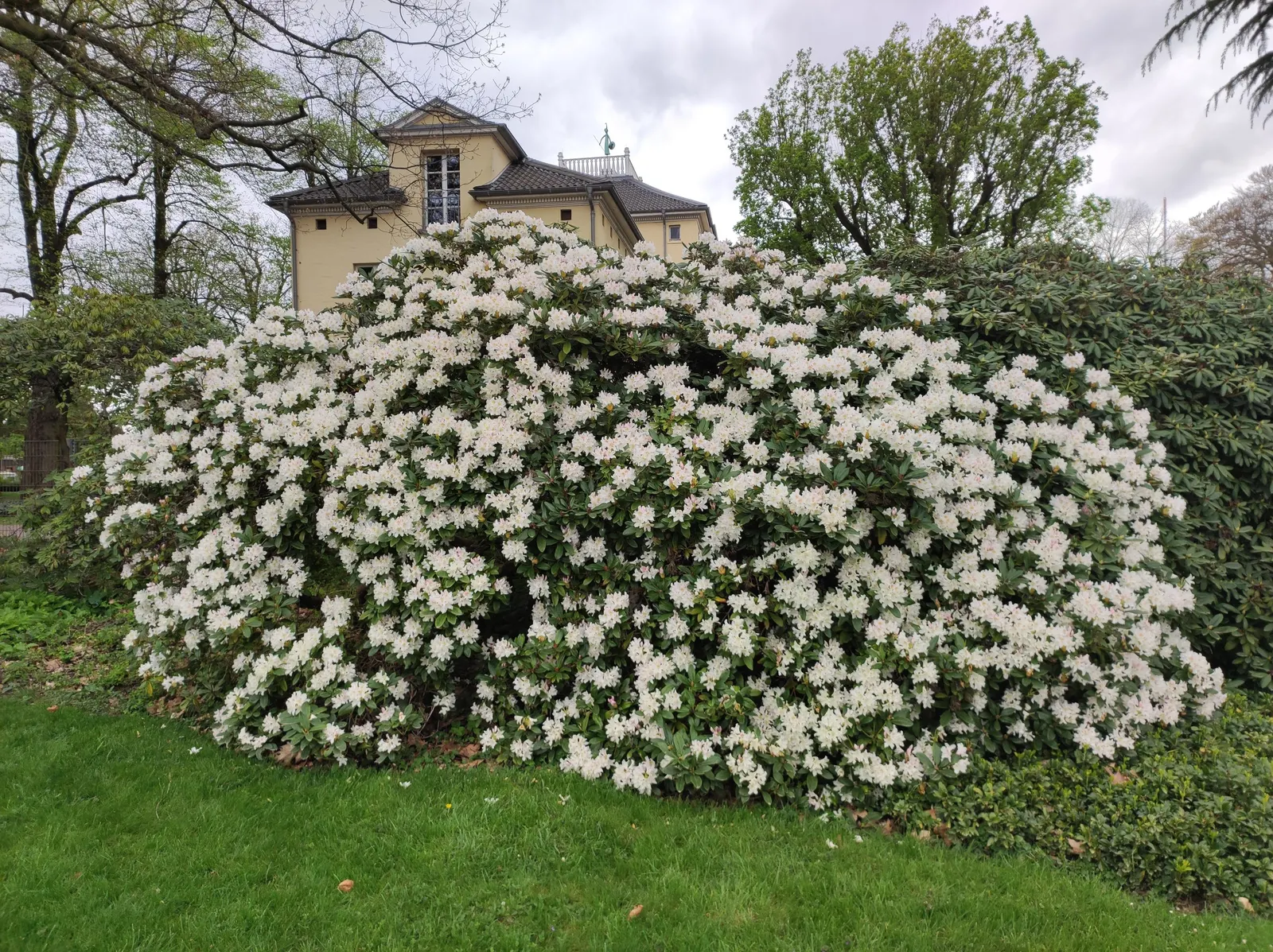 Rosebay Rhododendron (Rhododendron Maximum) — Admired for its large clusters of white to pale pink blooms in late spring to early summer; ideal for, image 88