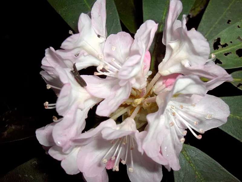 Rosebay Rhododendron (Rhododendron Maximum) — acidic soil with a pH range of 4.5 to 6.0; broadleaf evergreen / shrub for half or shade, image 75