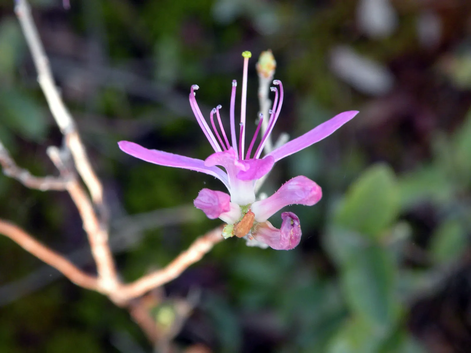 Rosebay Rhododendron (Rhododendron Maximum) — With cold hardiness down to USDA Zone 3; the Rosebay Rhododendron withstands temperatures to -40&deg;F, image 78