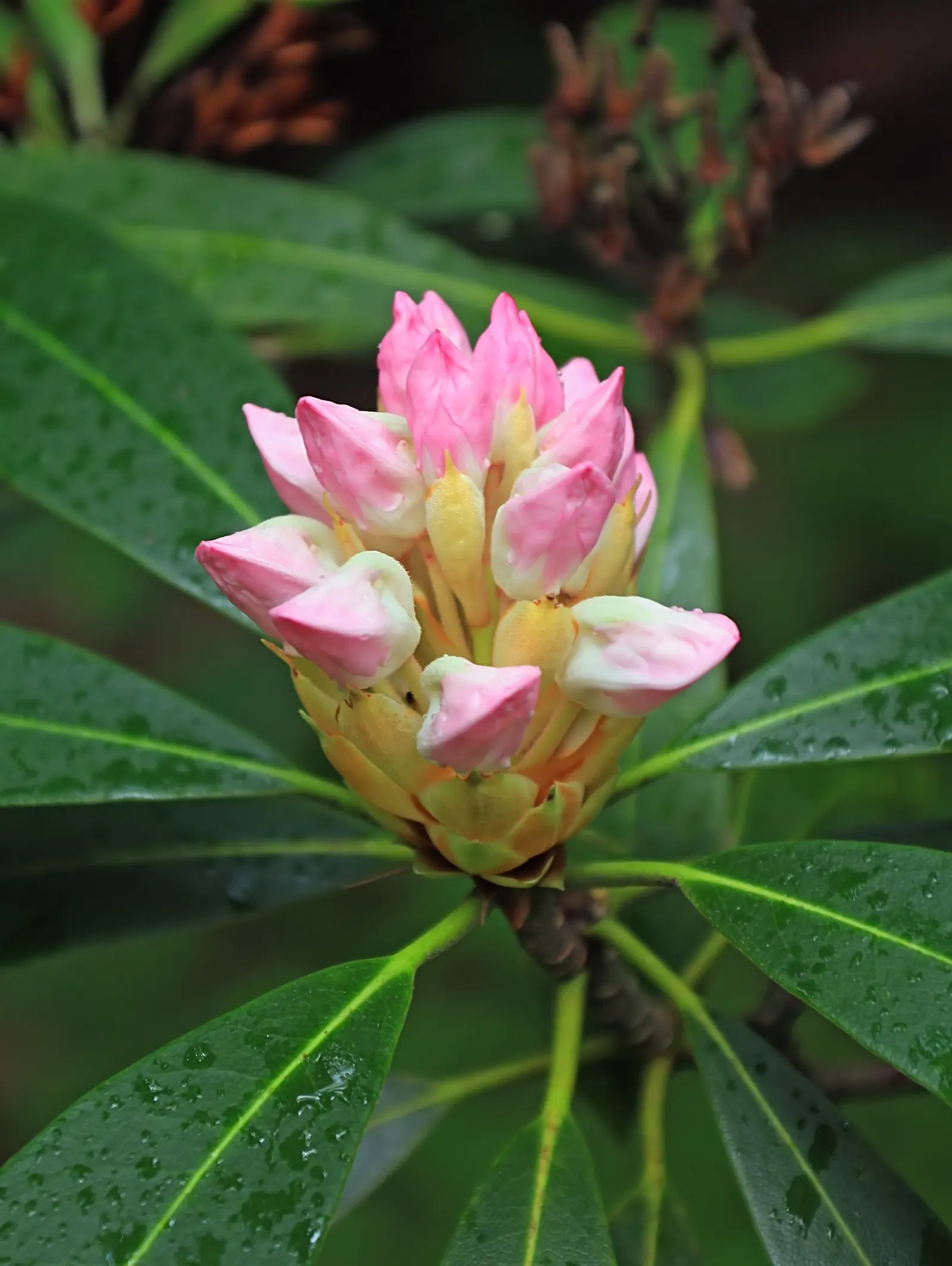 Rosebay Rhododendron (Rhododendron Maximum) — providing a commanding presence in any garden.<br><br>With an expansive spread of up to 12 feet