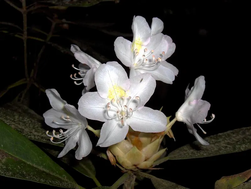 Rosebay Rhododendron (Rhododendron Maximum) — providing a commanding presence in any garden.<br><br>With an expansive spread of up to 12 feet, image 66
