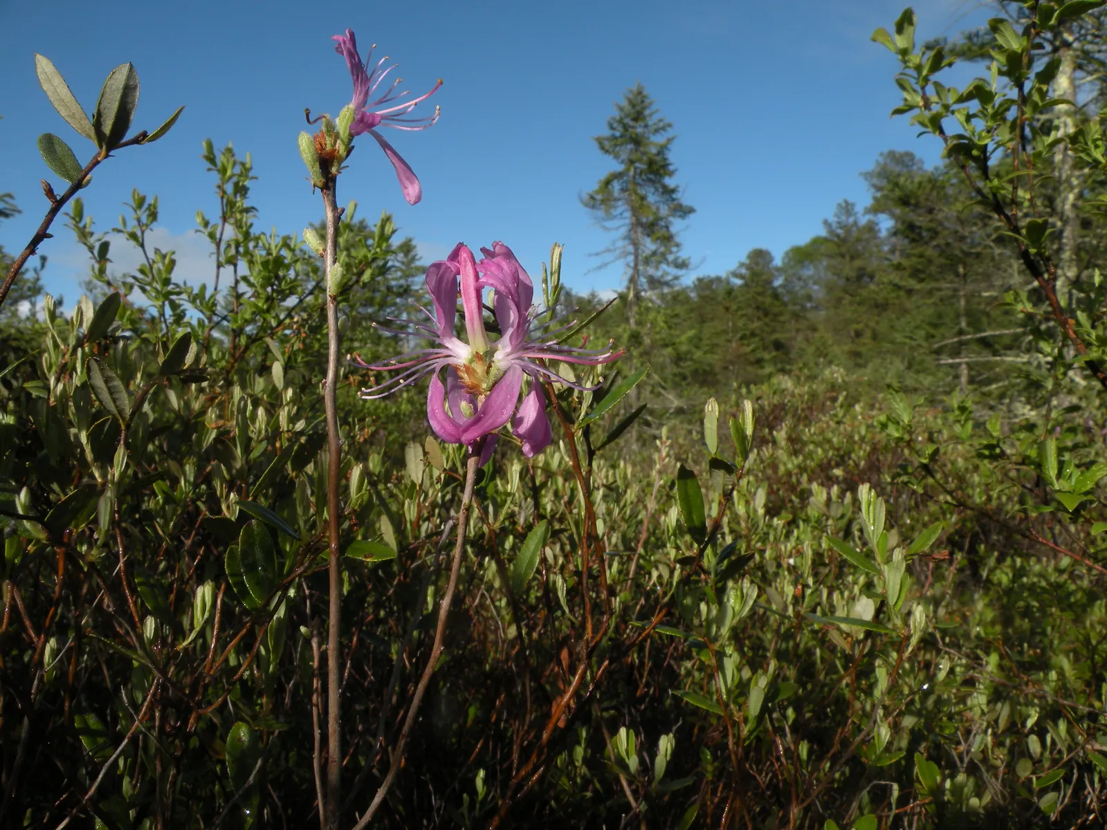 Rosebay Rhododendron (Rhododendron Maximum) — the Rosebay Rhododendron produces clusters of bell-shaped flowers; providing a commanding presence in, image 101