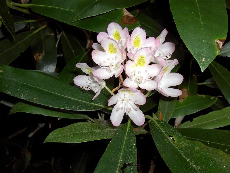 Rosebay Rhododendron (Rhododendron Maximum) — Ideal for mass plantings, woodland gardens, or as a specimen plant