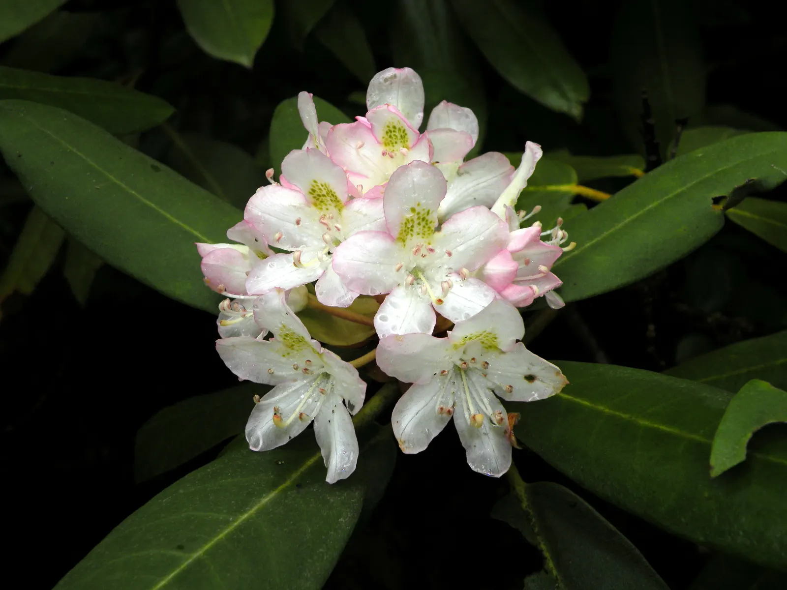 Rosebay Rhododendron (Rhododendron Maximum) — Admired for its large clusters of white to pale pink blooms in late spring to early summer