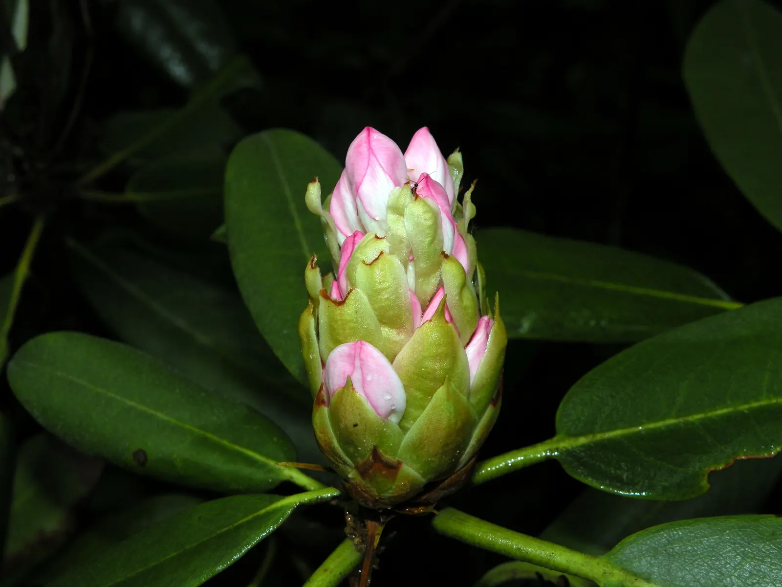 Rosebay Rhododendron (Rhododendron Maximum) — white flowers in the garden