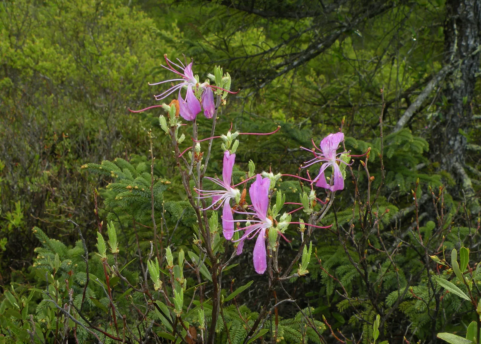 Rosebay Rhododendron (Rhododendron Maximum) — this Rhododendron requires ample space for growth; the plant thrives in partial shade with, image 96