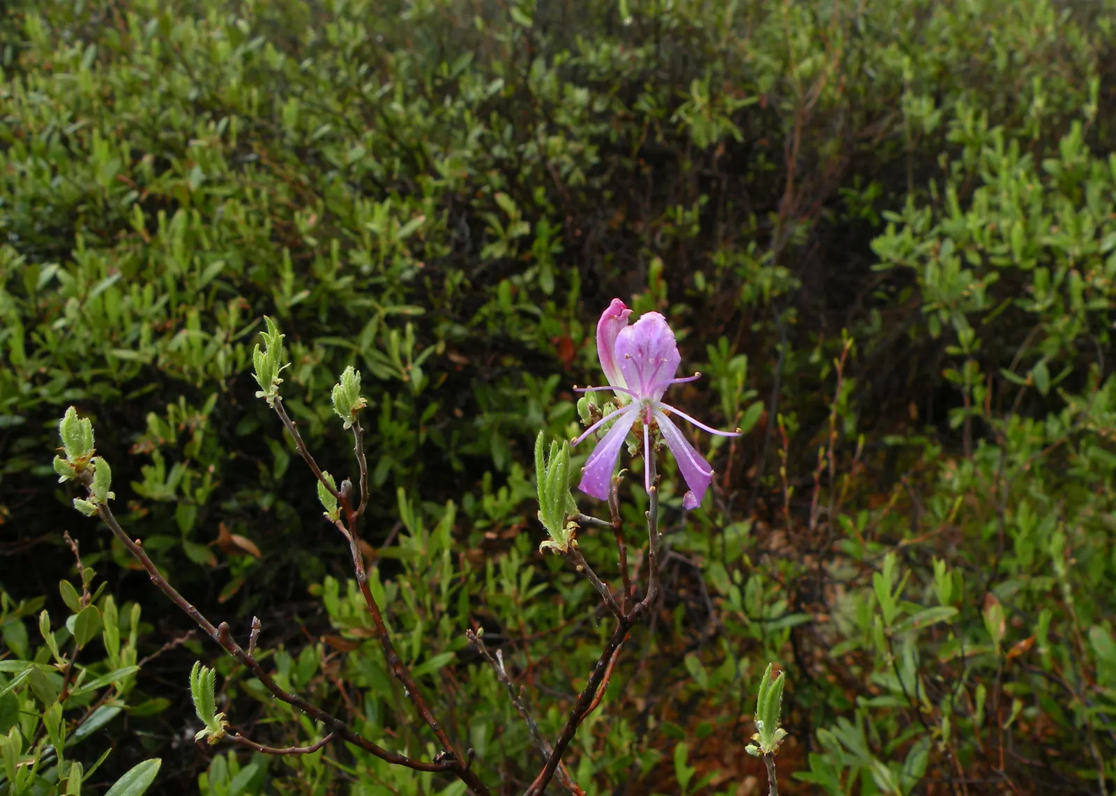 Rosebay Rhododendron (Rhododendron Maximum) — In the late spring to early summer