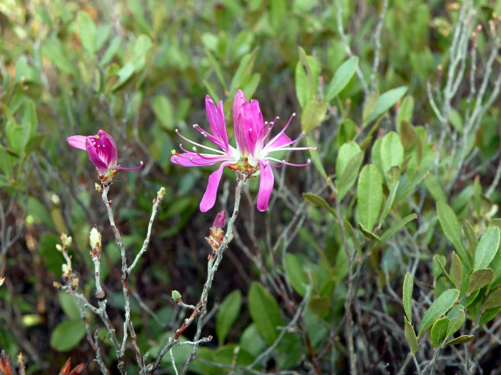 Rosebay Rhododendron (Rhododendron Maximum) — Ideal for mass plantings, woodland gardens, or as a specimen plant; this species is notably, image 62