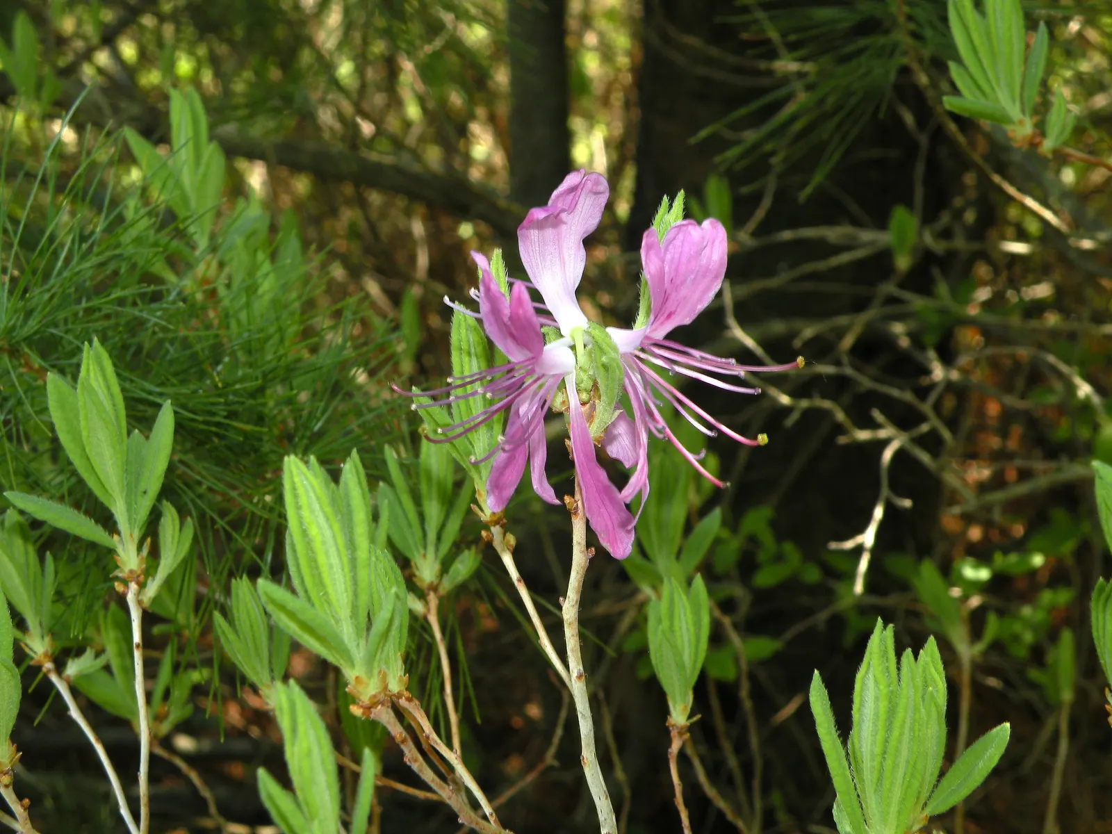 Rosebay Rhododendron (Rhododendron Maximum) — white flowers in the garden; or as an effective privacy screen, image 85