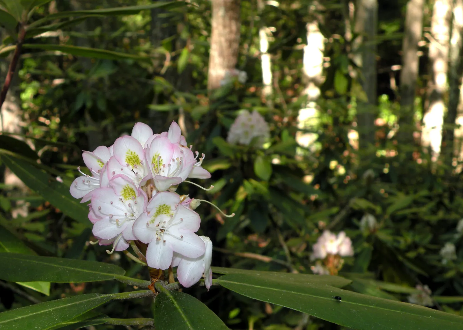 Rosebay Rhododendron (Rhododendron Maximum) — Ideal for mass plantings, woodland gardens, or as a specimen plant; this species is notably low-maintenance