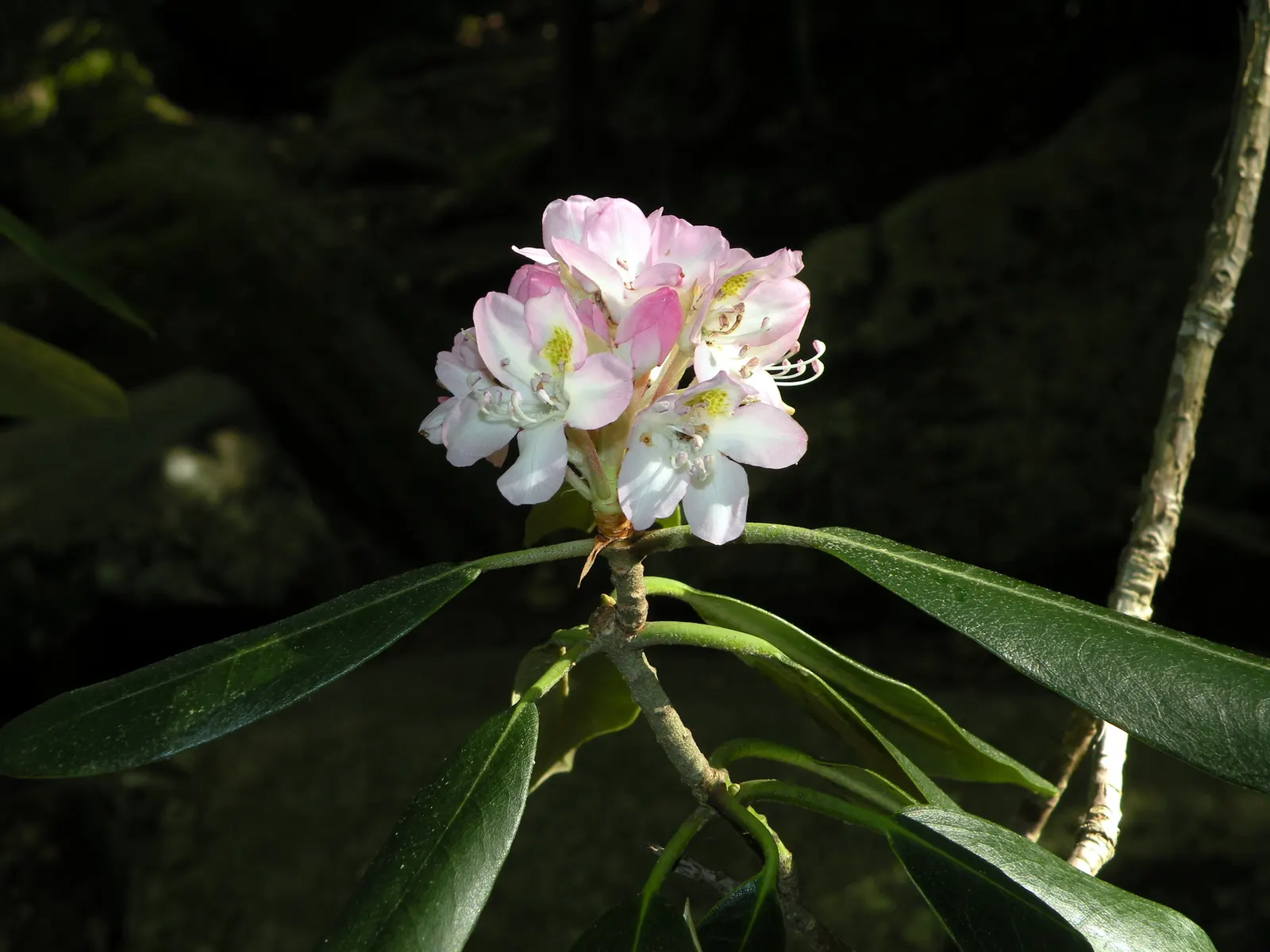Rosebay Rhododendron (Rhododendron Maximum) — providing a commanding presence in any garden.<br><br>With an expansive spread of up to 12 feet; particularly in
