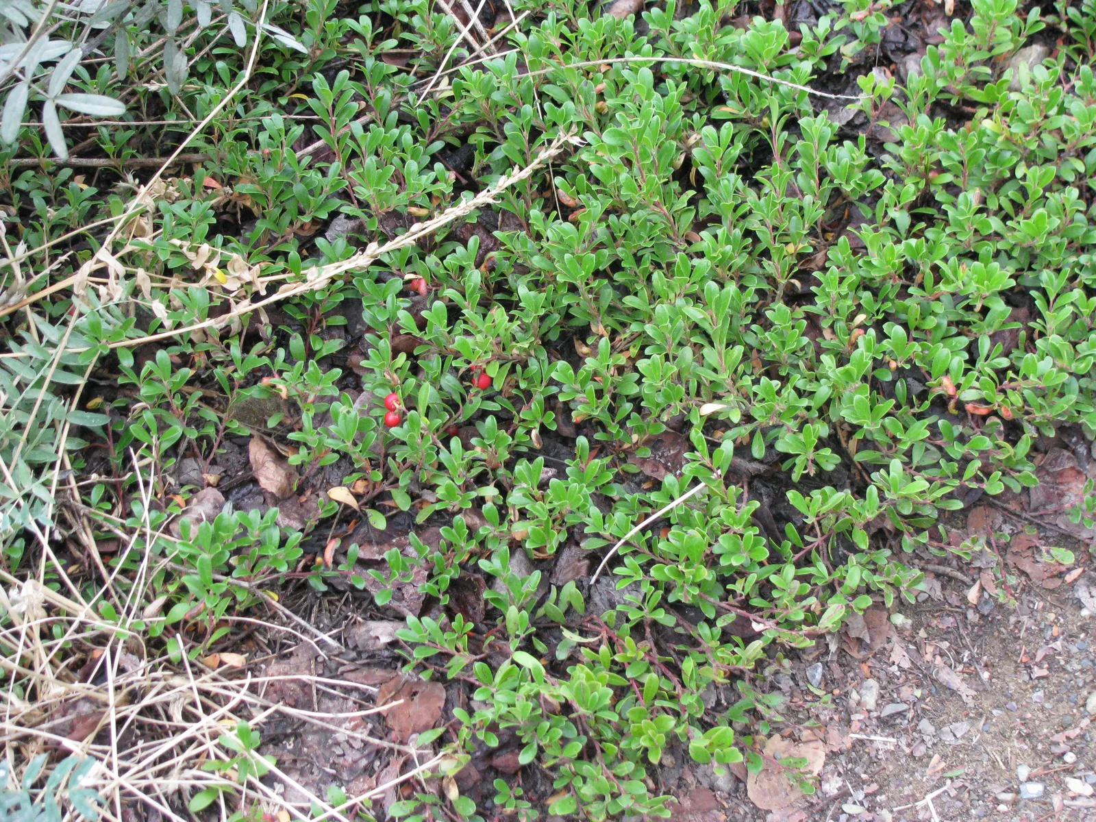 Rosebay Rhododendron (Rhododendron Maximum) — With cold hardiness down to USDA Zone 3