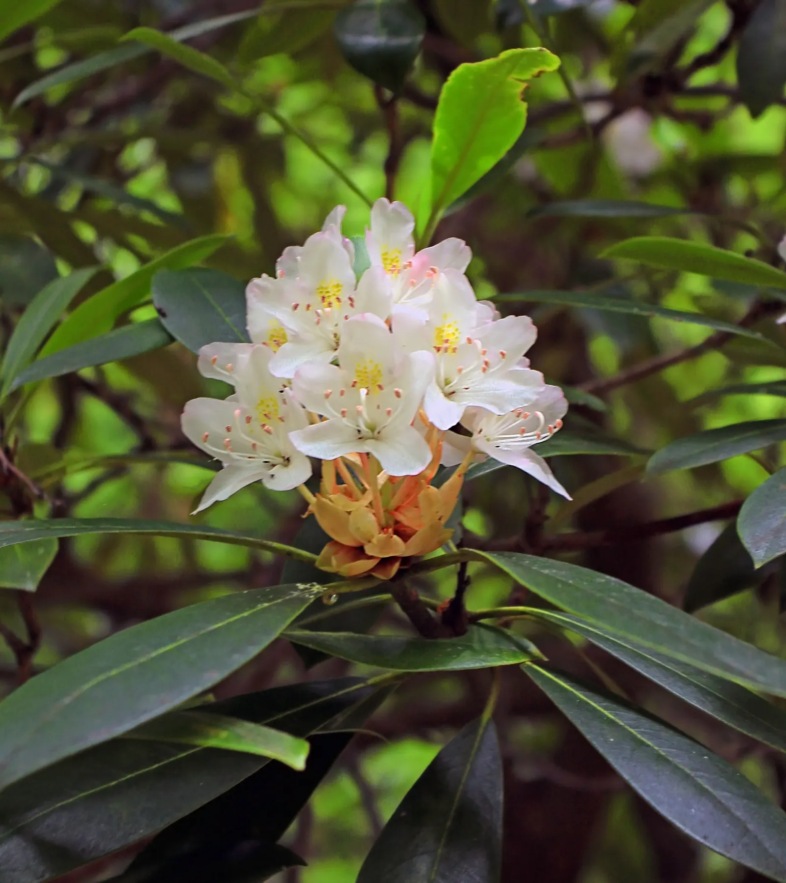 Rosebay Rhododendron (Rhododendron Maximum) — the Rosebay Rhododendron produces clusters of bell-shaped flowers