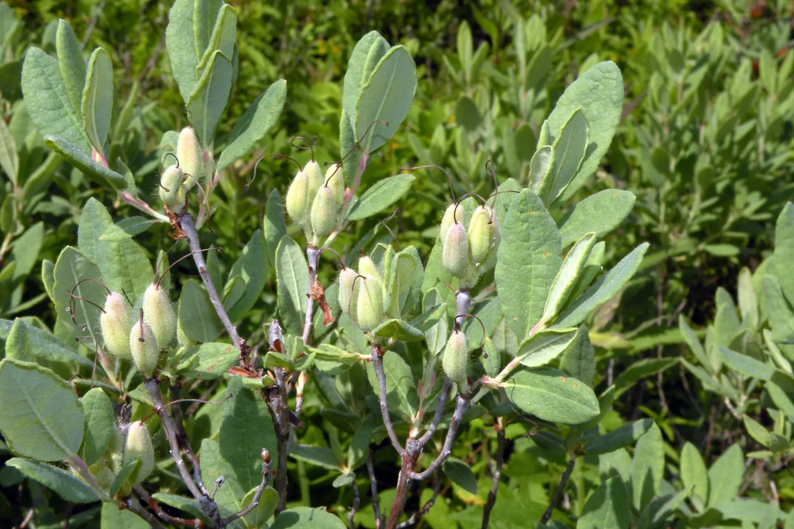 Rosebay Rhododendron (Rhododendron Maximum) — the Rosebay Rhododendron withstands temperatures to -40&deg;F; broadleaf evergreen / shrub with white blooms
