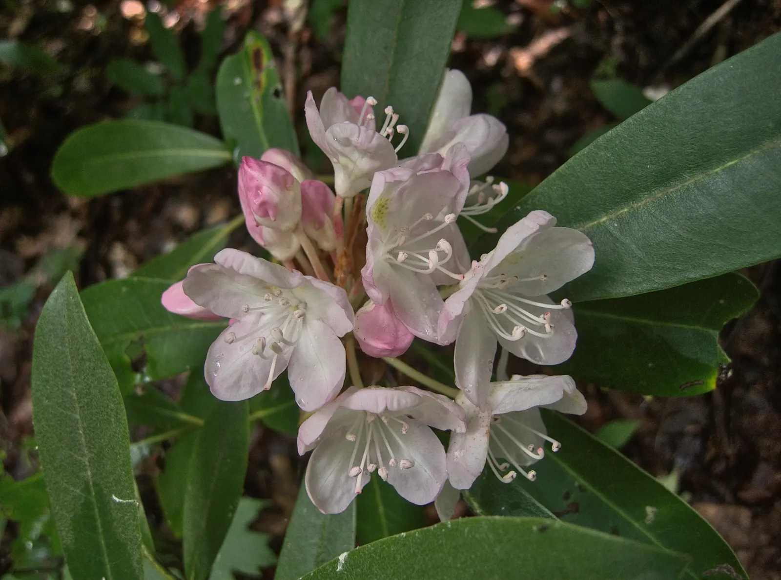 Rosebay Rhododendron (Rhododendron Maximum) — the plant thrives in partial shade with well-drained; in mass plantings for a stunning display, image 89