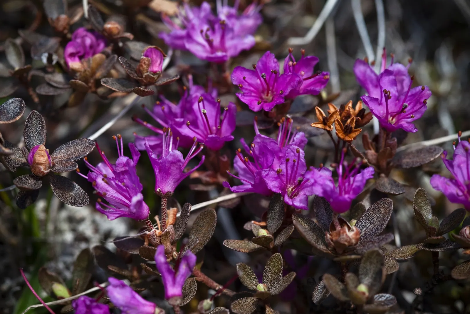 Rosebay Rhododendron (Rhododendron Maximum) — Be sure to provide adequate water; in the late spring to early summer