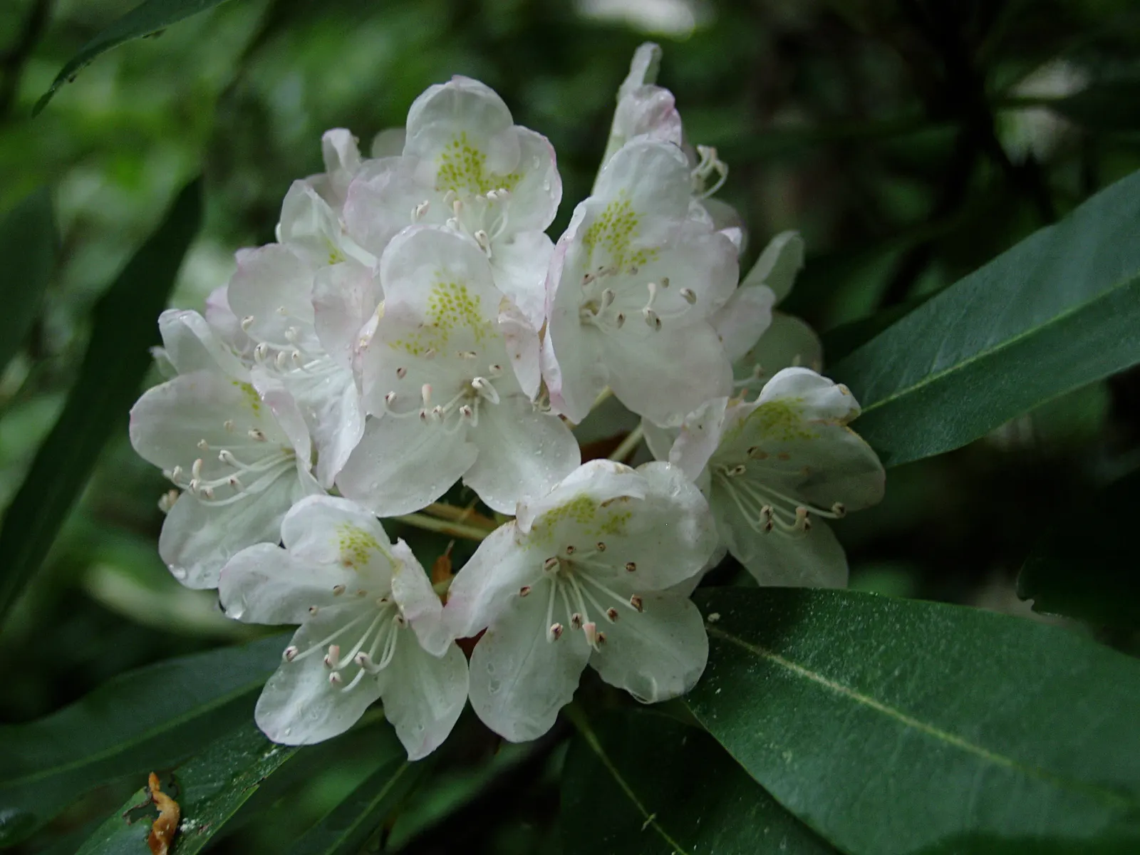 Rosebay Rhododendron (Rhododendron Maximum) — integrate organic matter into the soil and maintain consistent moisture; with some specimens, image 76