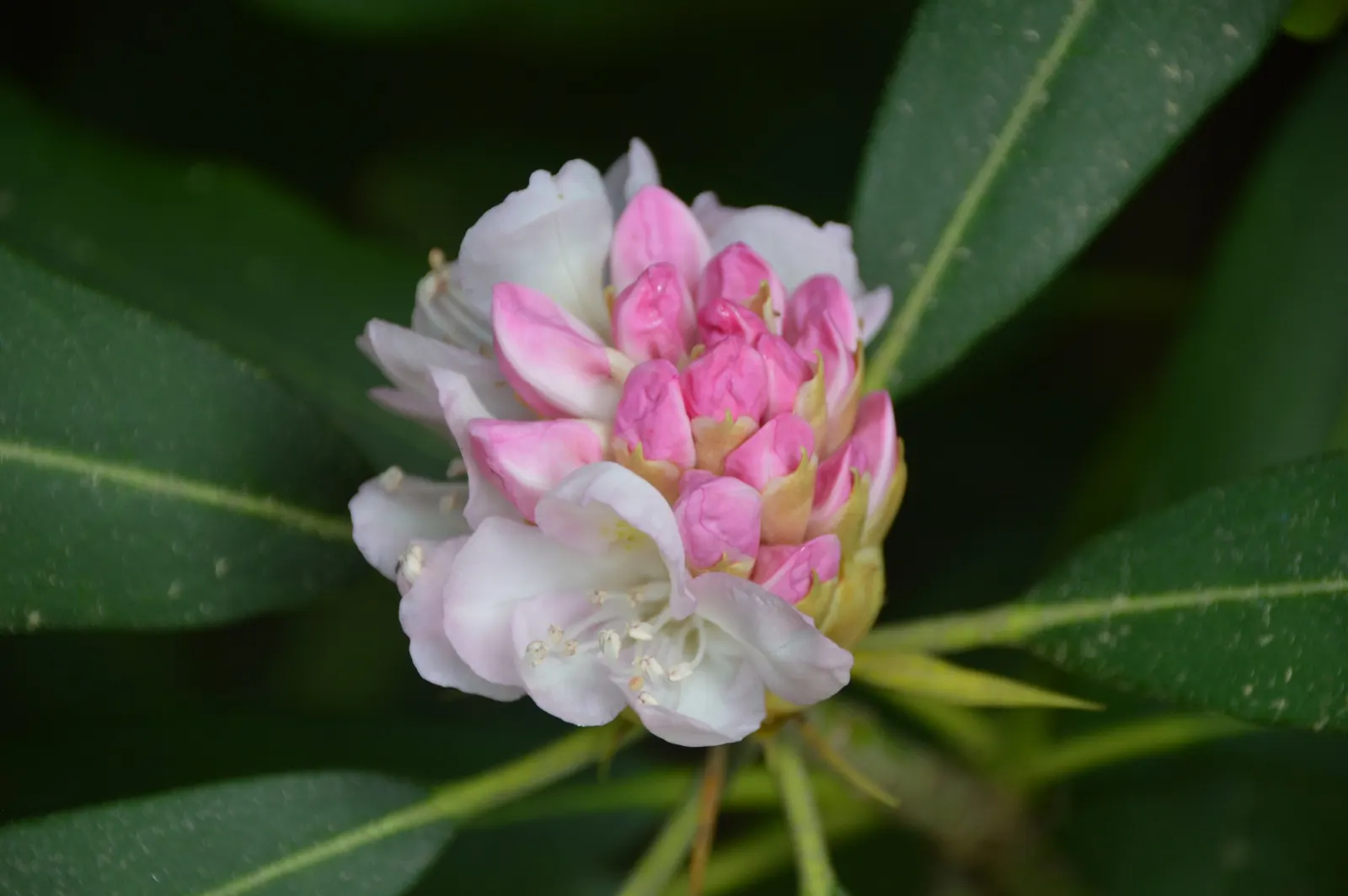 Rosebay Rhododendron (Rhododendron Maximum) — especially in the heat of summer; the Rosebay Rhododendron produces clusters of bell-shaped flowers