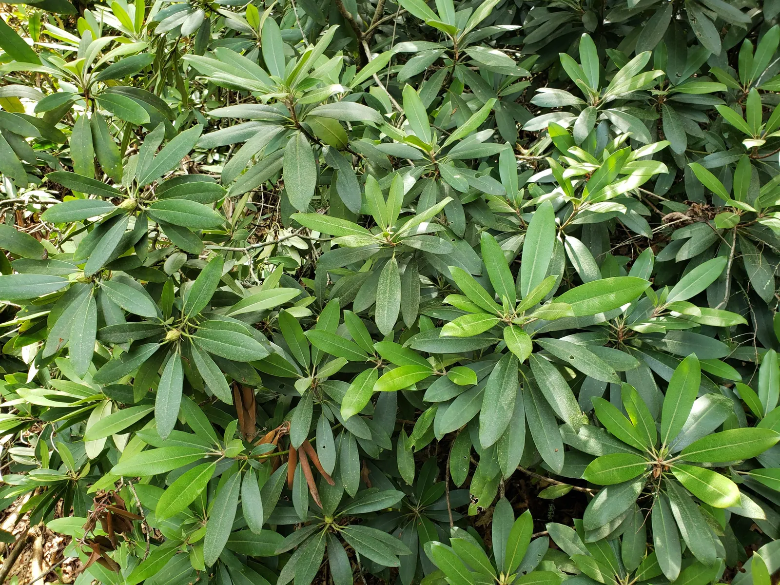 Rosebay Rhododendron (Rhododendron Maximum) — the Rosebay Rhododendron withstands temperatures to -40&deg;F