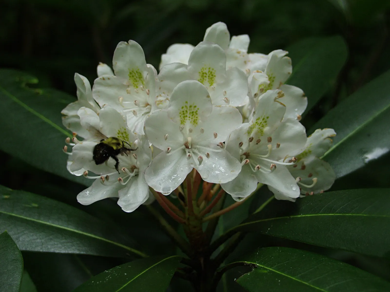 Rosebay Rhododendron (Rhododendron Maximum) — scientifically named Rhododendron maximum; glossy, leathery leaves can reach 4-8 inches long, adding, image 63