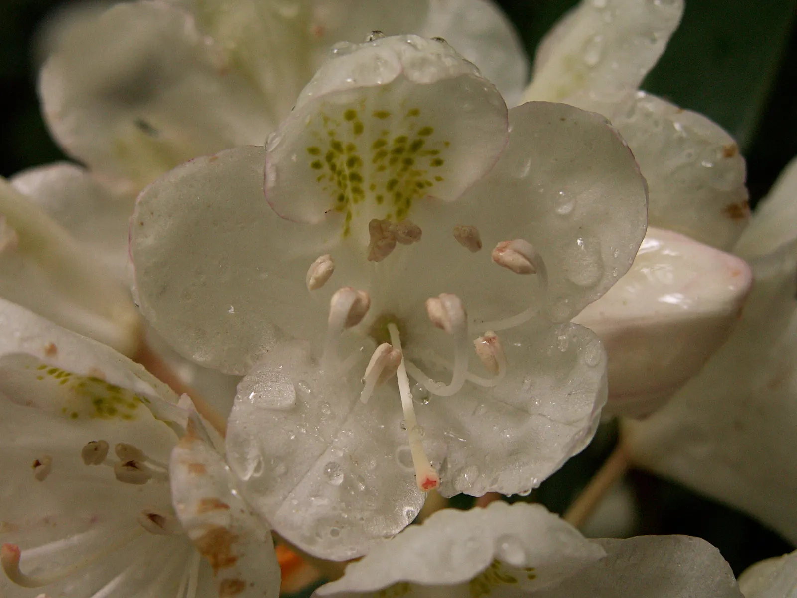 Rosebay Rhododendron (Rhododendron Maximum) — the Rosebay Rhododendron produces clusters of bell-shaped flowers; providing a commanding presence in, image 72