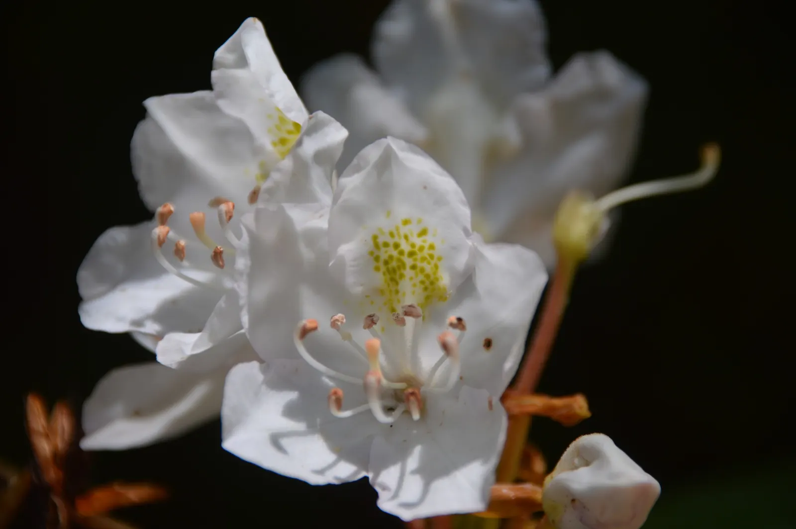 Rosebay Rhododendron (Rhododendron Maximum) — the plant thrives in partial shade with well-drained; in mass plantings for a stunning display, image 60