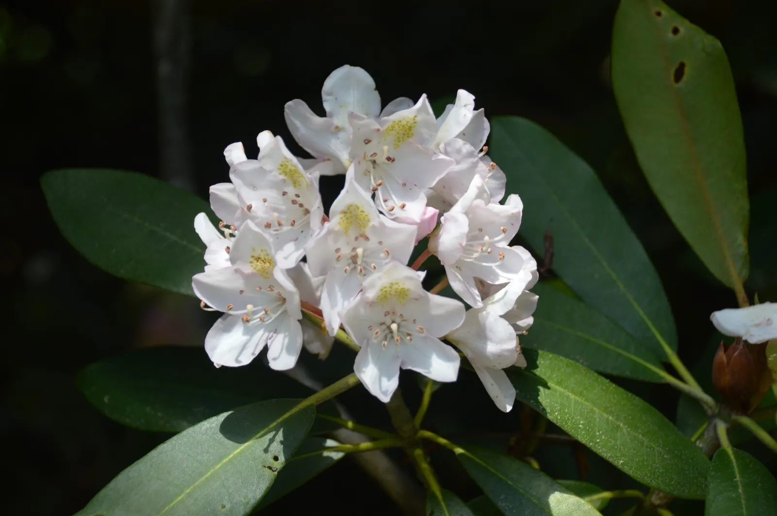 Rosebay Rhododendron (Rhododendron Maximum) — integrate organic matter into the soil and maintain consistent moisture; with some specimens stretching up to 30