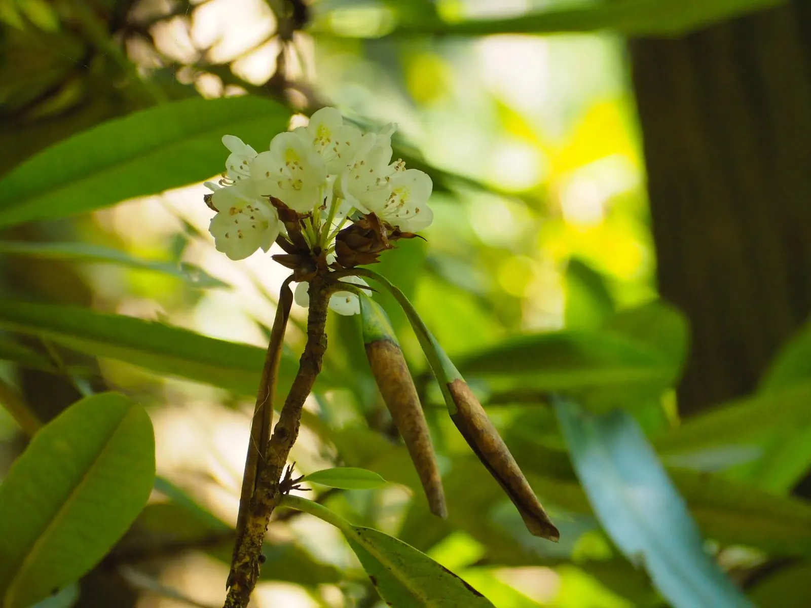 Rosebay Rhododendron (Rhododendron Maximum) — Glossy, leathery leaves can reach 4-8 inches long, adding year-round interest