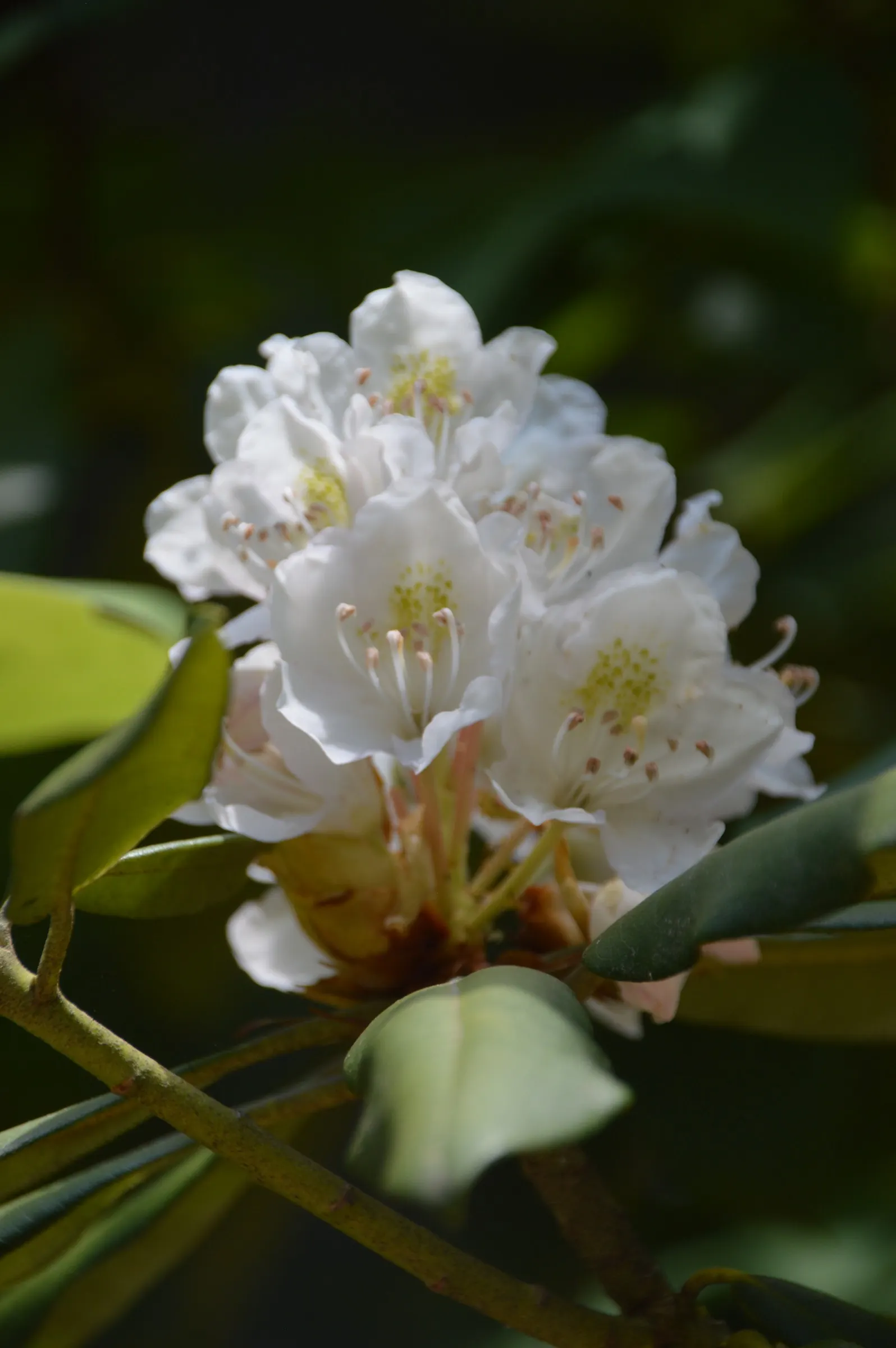 Rosebay Rhododendron (Rhododendron Maximum) — the plant thrives in partial shade with well-drained