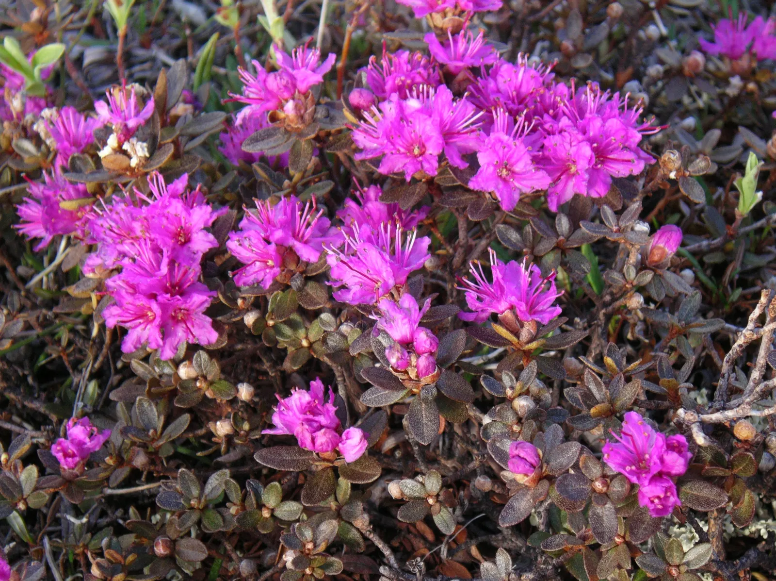 Rosebay Rhododendron (Rhododendron Maximum) — it thrives in partial to full shade; demonstrating impressive resilience in cooler climates