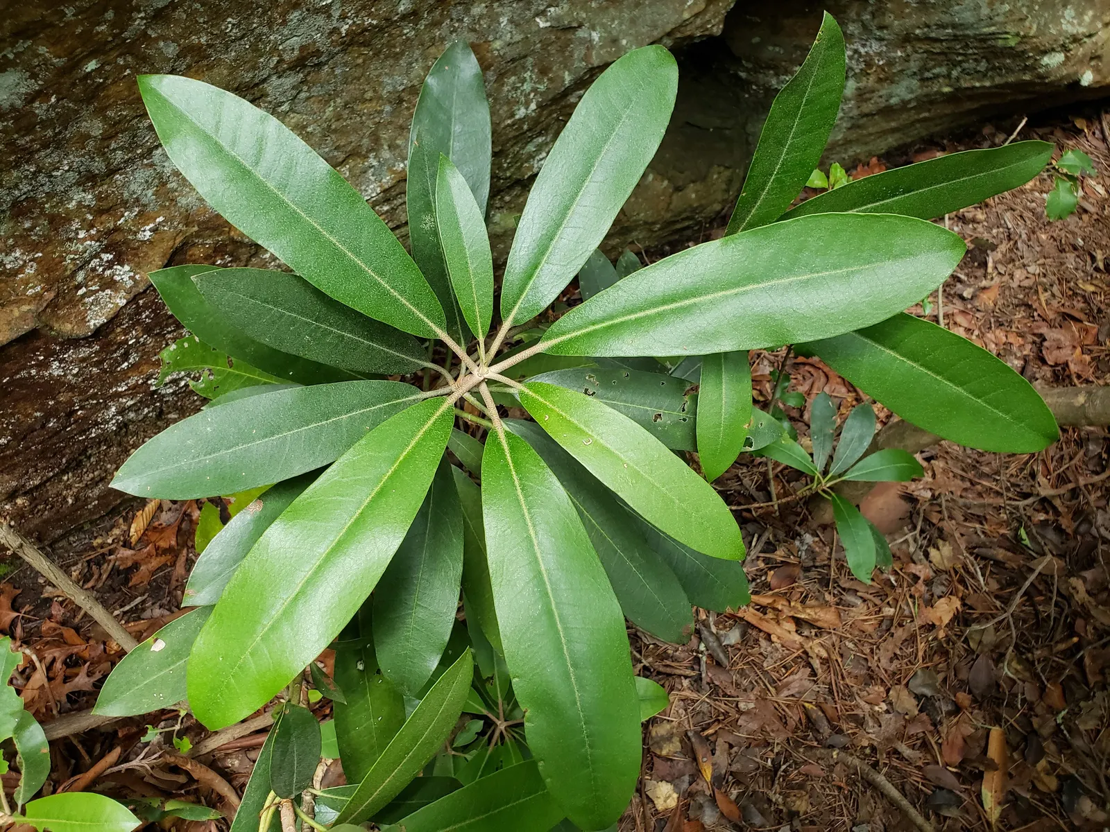 Rosebay Rhododendron (Rhododendron Maximum) — scientifically named Rhododendron maximum; glossy, leathery leaves can reach 4-8 inches long, adding, image 92