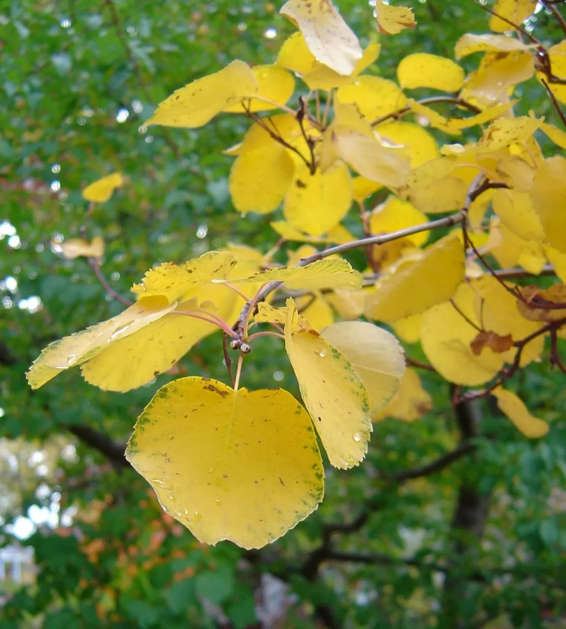 Saskatoon Serviceberry (Amelanchier Alnifolia) — Drought-tolerant once established, it thrives in full sun to part shade and prefers well-drained soils; shrub