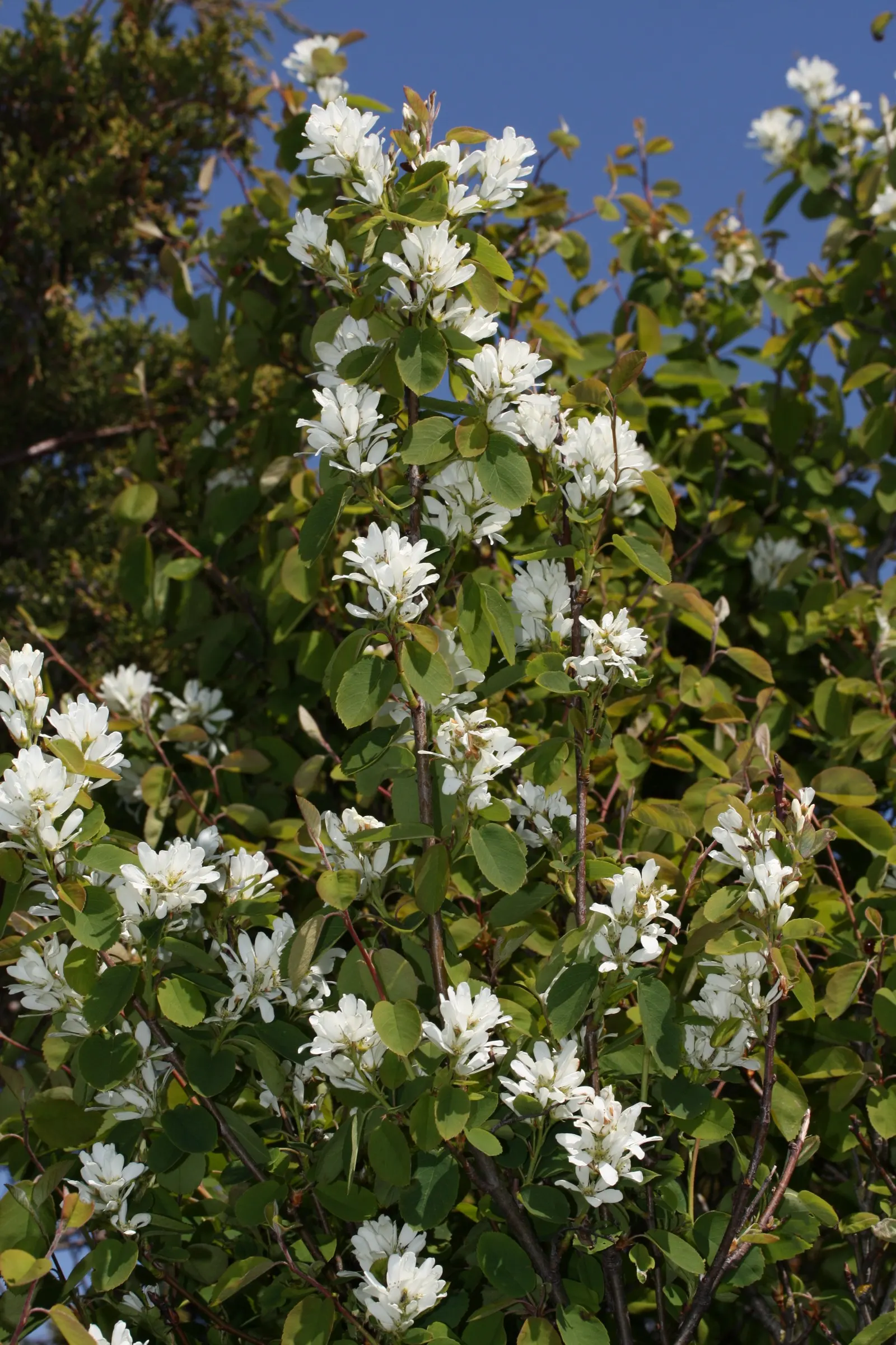 Saskatoon Serviceberry (Amelanchier Alnifolia) — perfect for jams or pies.<br><br>Hardy in USDA zones 4 to 9; rounded silhouette suitable for garden borders