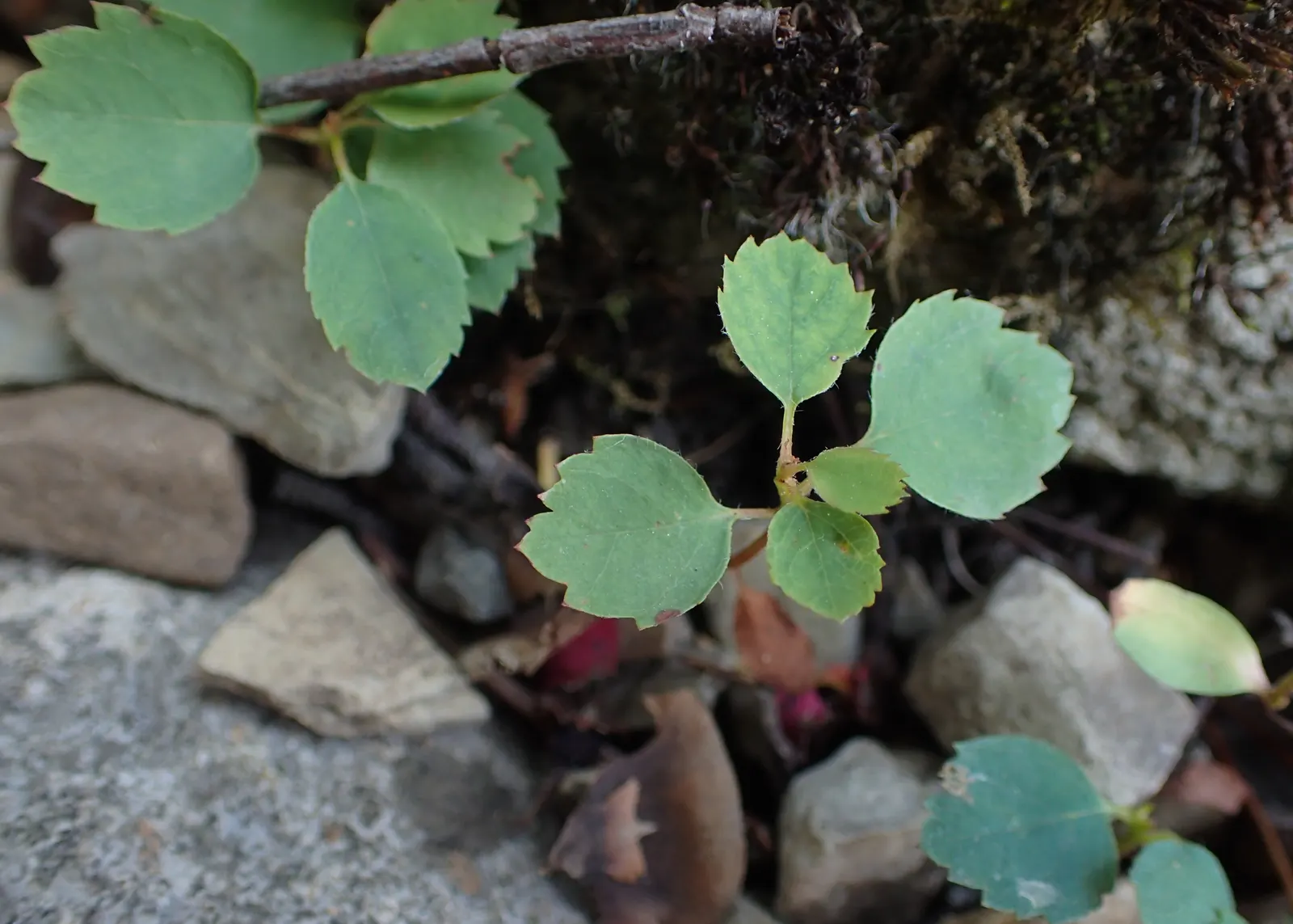 Saskatoon Serviceberry (Amelanchier Alnifolia) — Approximately 0.25 to 0.75 inch in diameter
