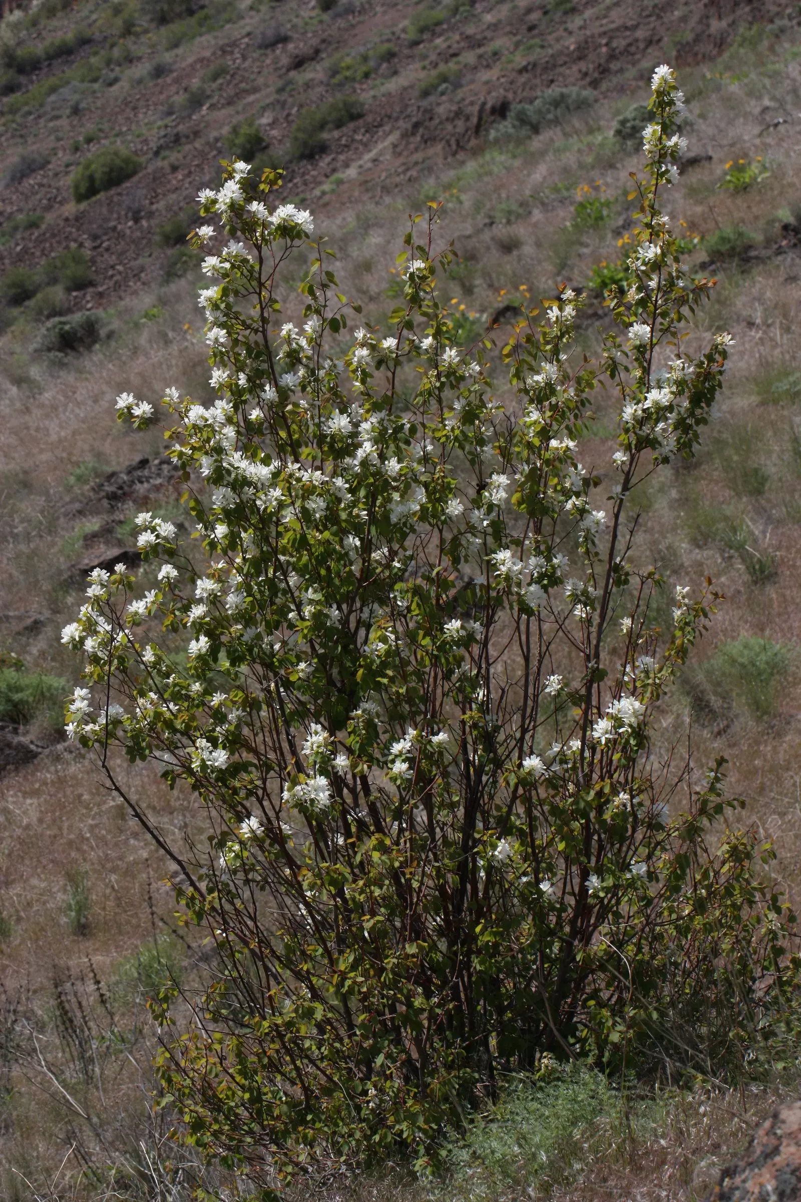 Saskatoon Serviceberry (Amelanchier Alnifolia) — It flaunts striking white flowers in spring, followed by edible purple berries in summer, relished by wildlife