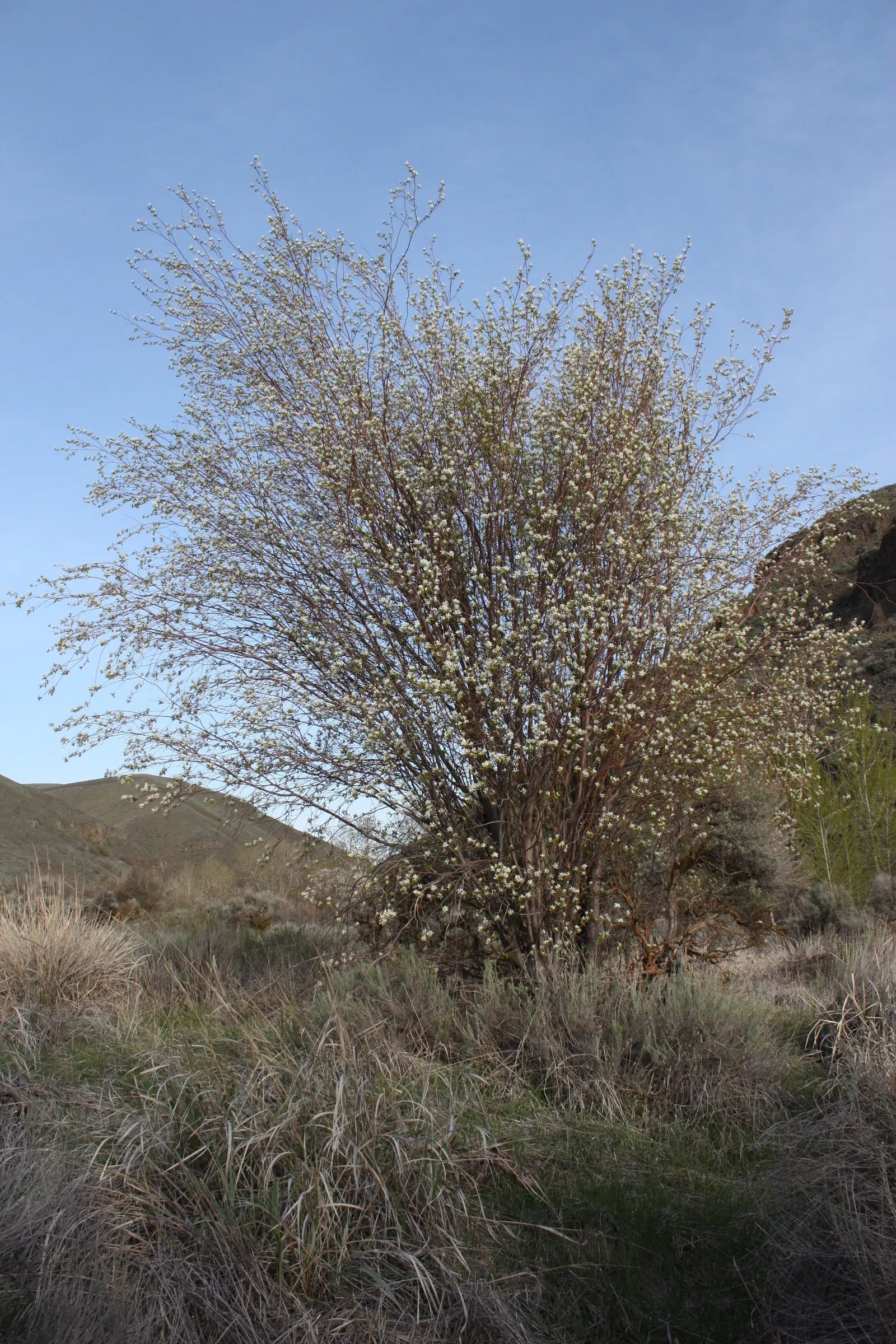 Saskatoon Serviceberry (Amelanchier Alnifolia) — making it a low-maintenance choice for various landscape settings