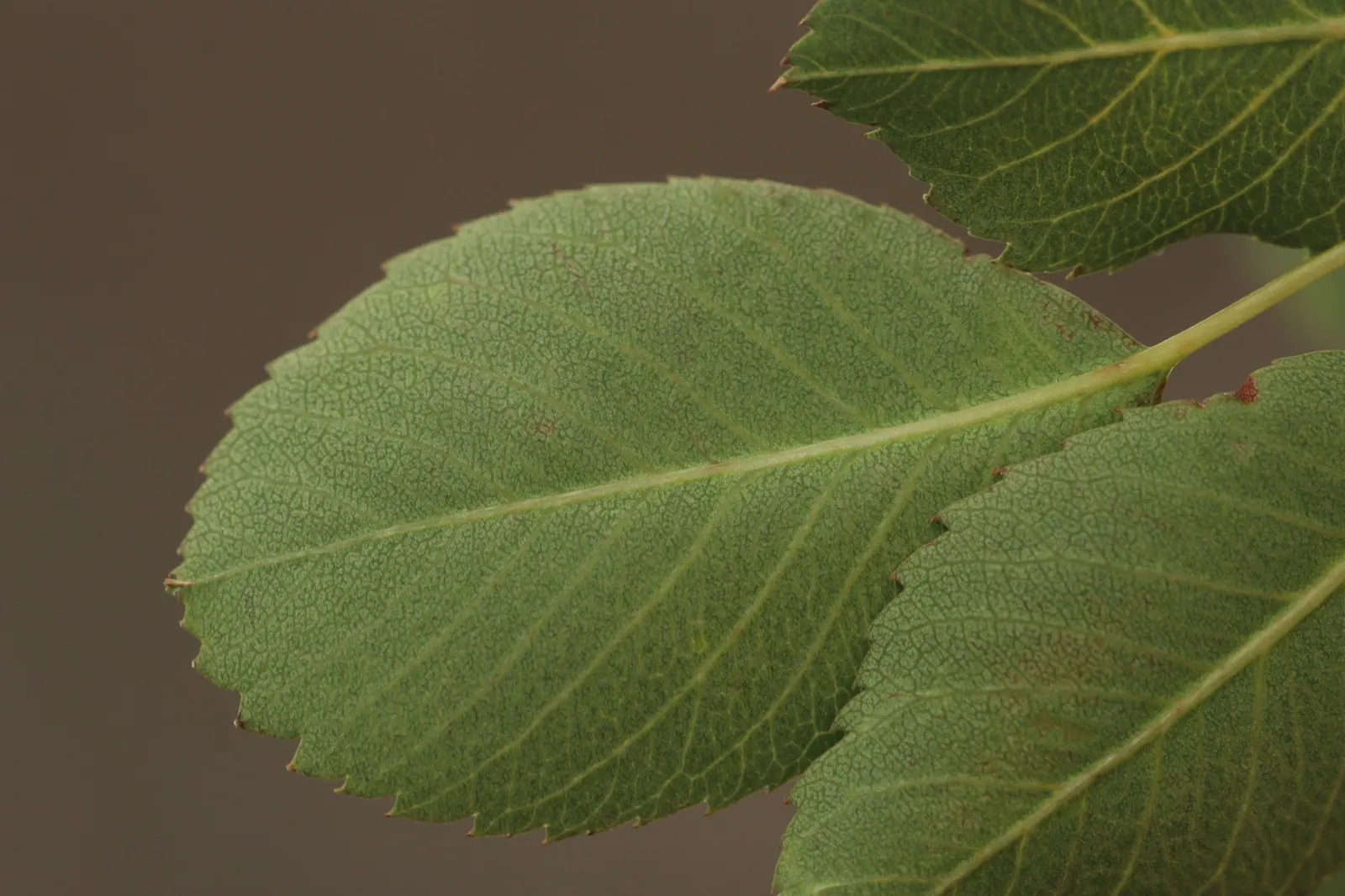 Saskatoon Serviceberry (Amelanchier Alnifolia) — rounded silhouette suitable for garden borders; perfect for jams or pies.<br><br>Hardy in USDA, image 59