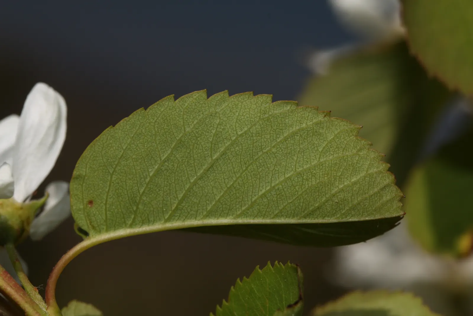Saskatoon Serviceberry (Amelanchier Alnifolia) — each typically measuring 1 to 2 inches in diameter; providing extended seasonal, image 62