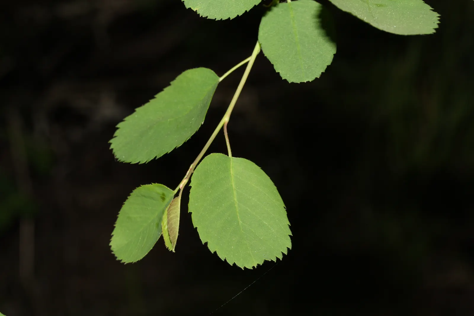 Saskatoon Serviceberry (Amelanchier Alnifolia) — the plant erupts in a profusion of star-shaped