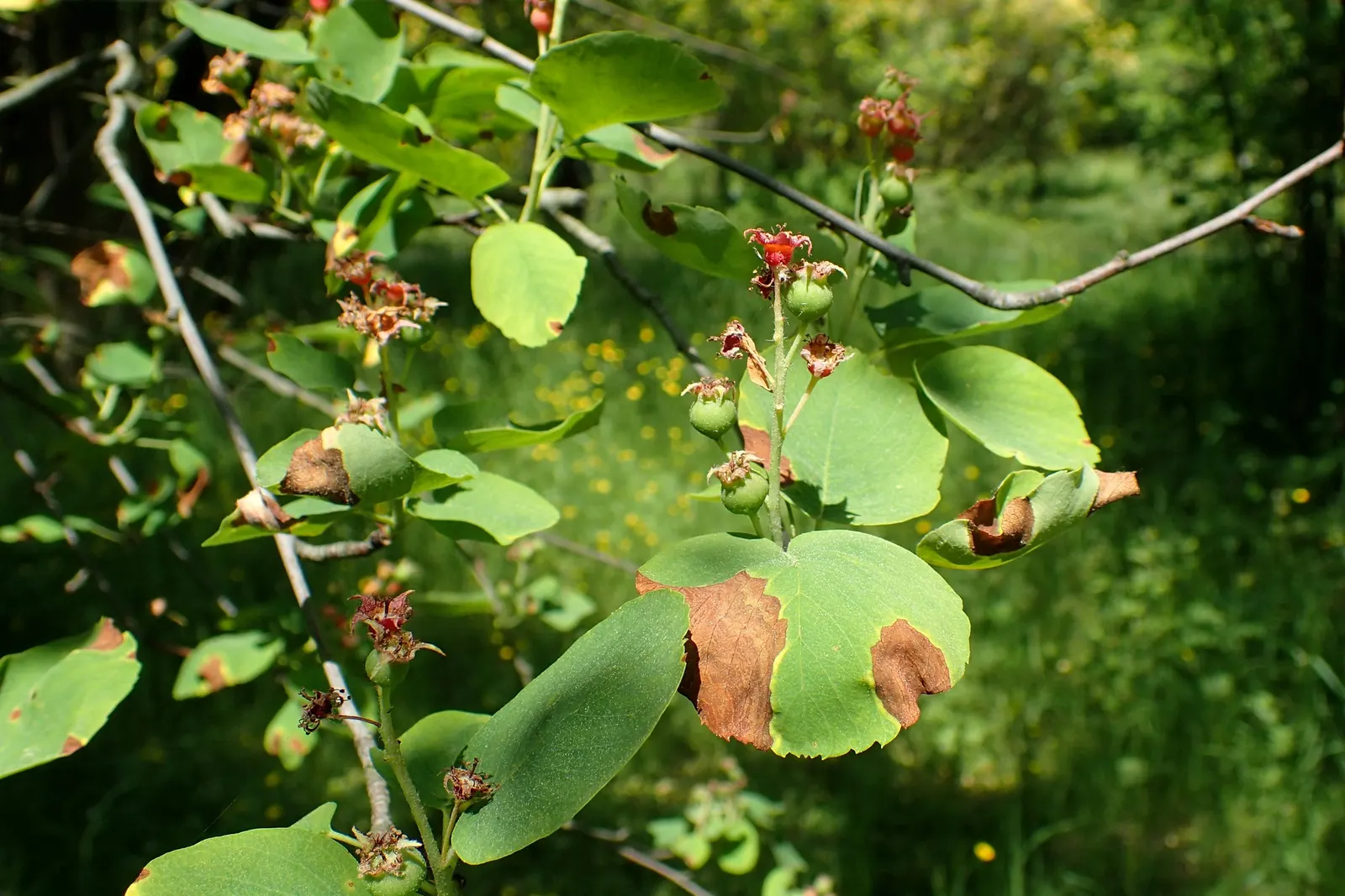 Saskatoon Serviceberry (Amelanchier Alnifolia) — It is also relatively drought-tolerant once established; the Saskatoon Serviceberry thrives in full sun to