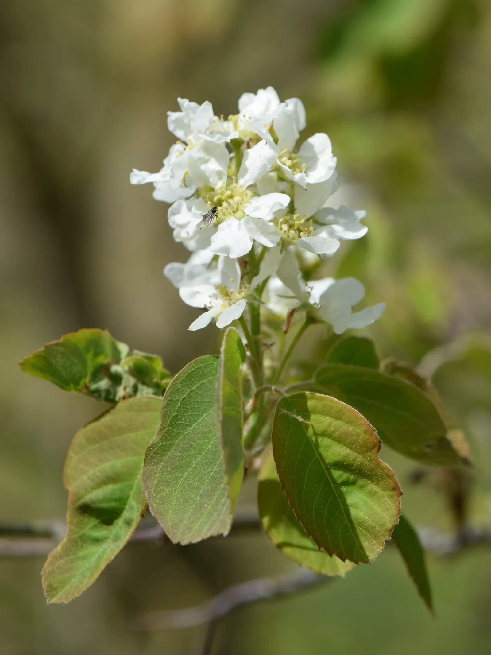 Saskatoon Serviceberry (Amelanchier Alnifolia) — or as a naturalizing element.<br><br>Renowned for its early spring display