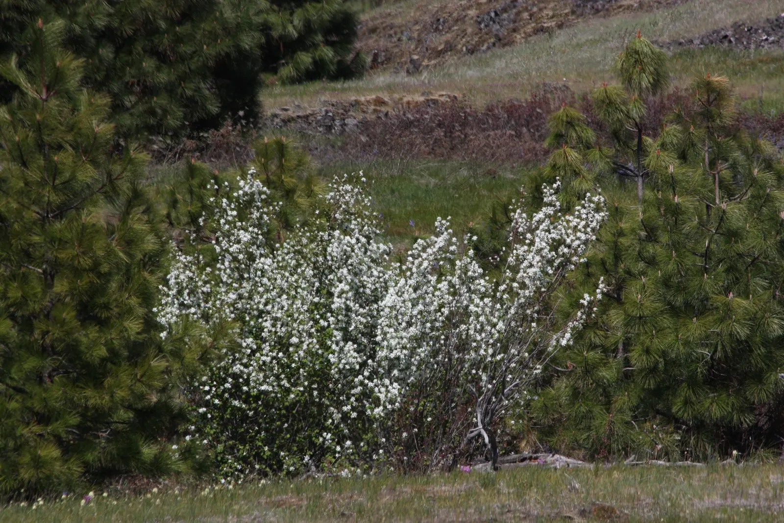 Saskatoon Serviceberry (Amelanchier Alnifolia) — the foliage unfolds in leaves measuring approximately 1 to 3 inches long