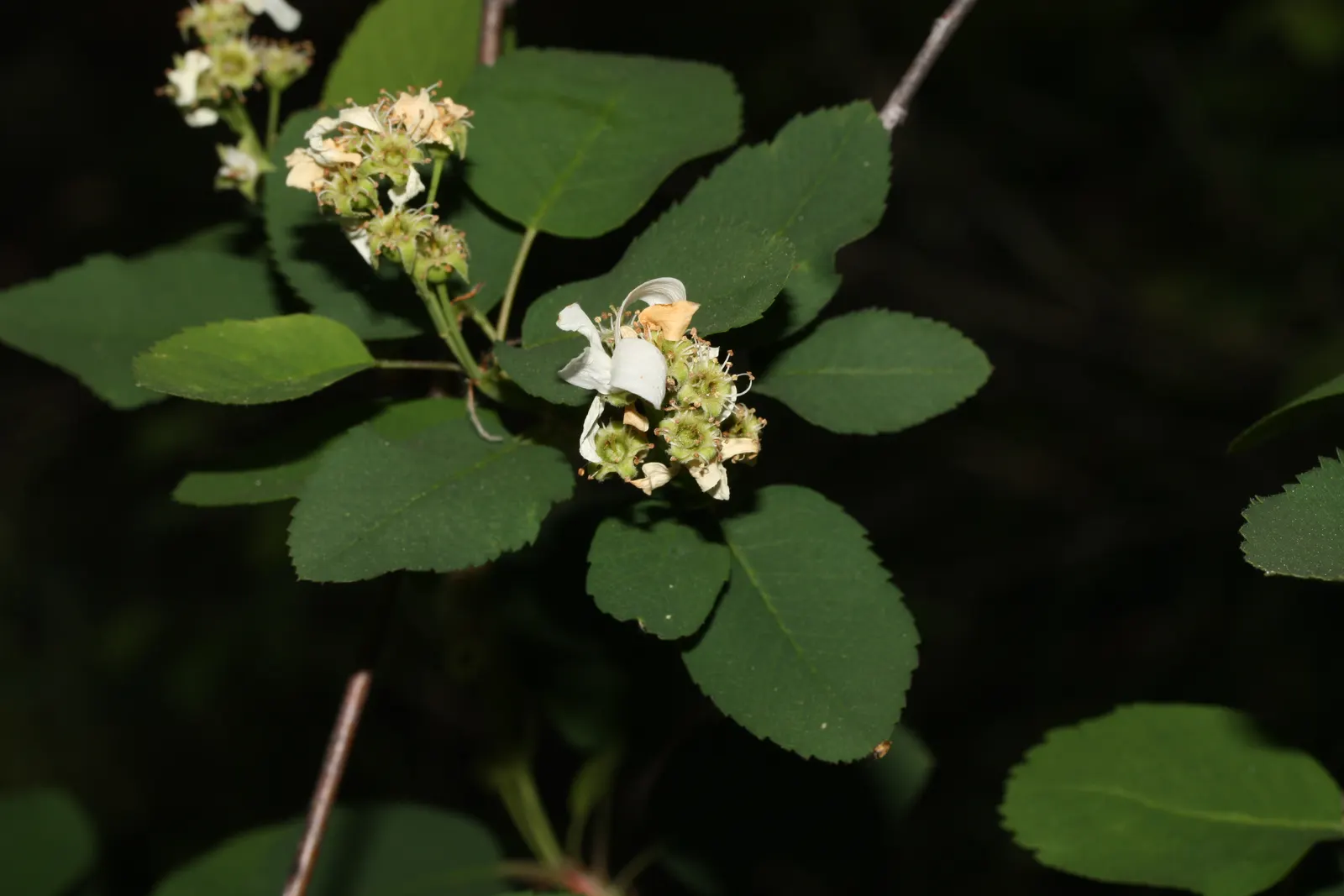 Saskatoon Serviceberry (Amelanchier Alnifolia) — It flaunts striking white flowers in spring, followed by edible purple berries in summer, relished, image 55