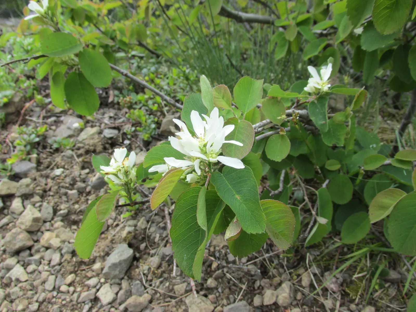 Saskatoon Serviceberry (Amelanchier Alnifolia) — each typically measuring 1 to 2 inches in diameter; providing extended seasonal interest.<br><br>Furthermore