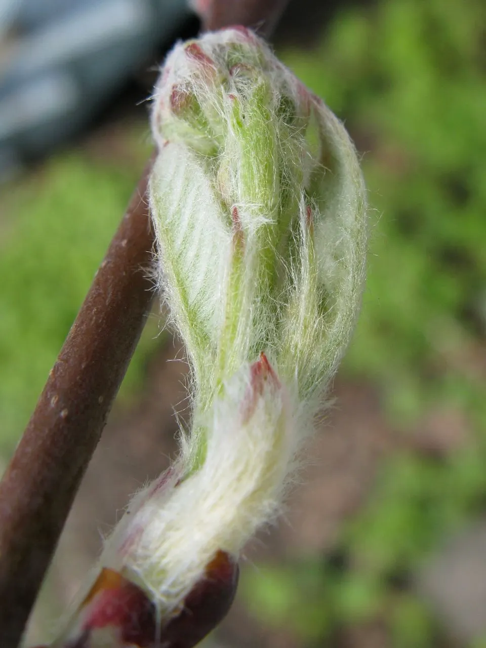 Saskatoon Serviceberry (Amelanchier Alnifolia) — or as a naturalizing element.<br><br>Renowned for its early spring display; the Saskatoon Serviceberry