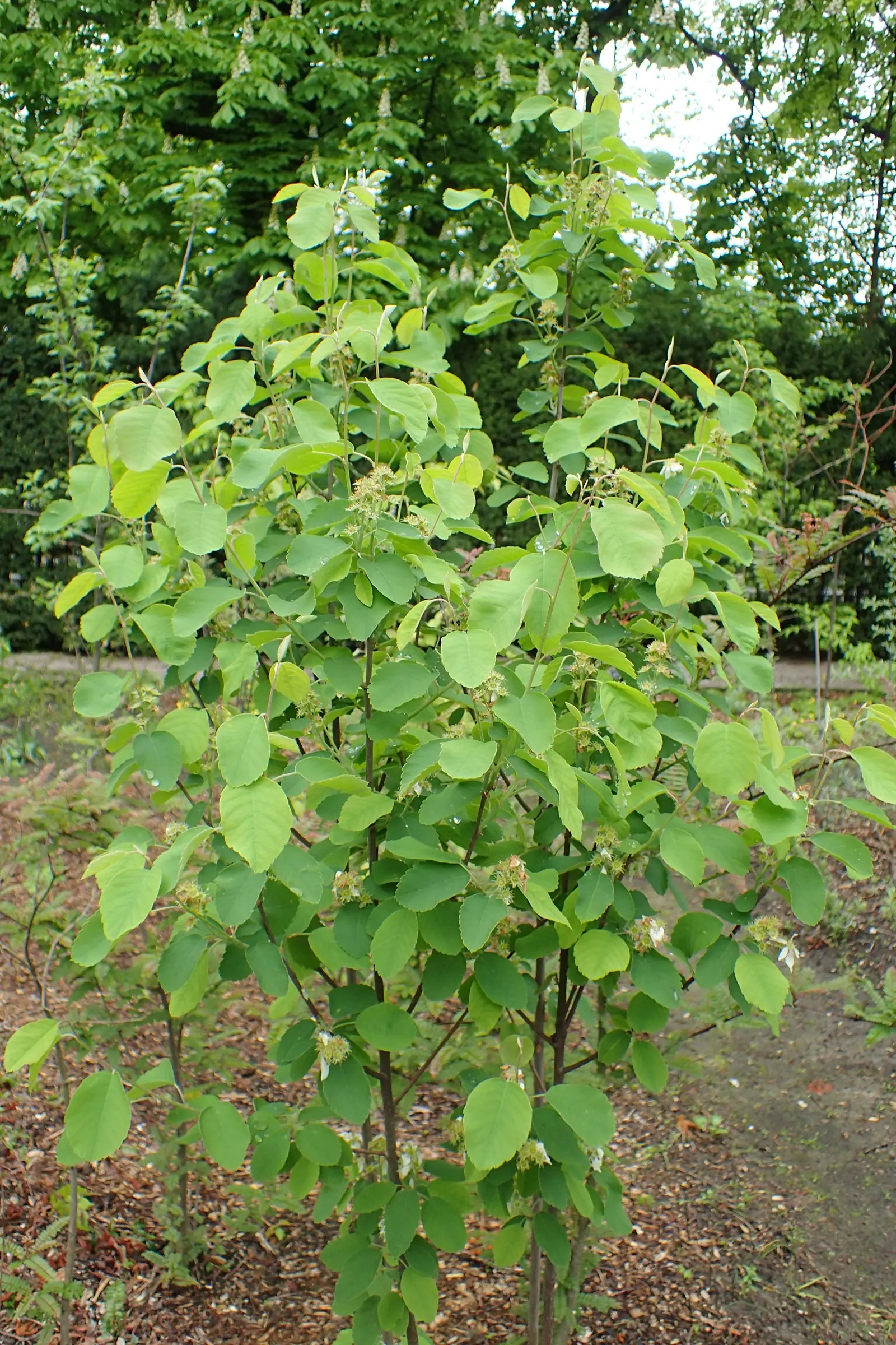 Saskatoon Serviceberry (Amelanchier Alnifolia) — the Saskatoon Serviceberry thrives in full sun to partial shade and prefers well-drained soils; adopting a