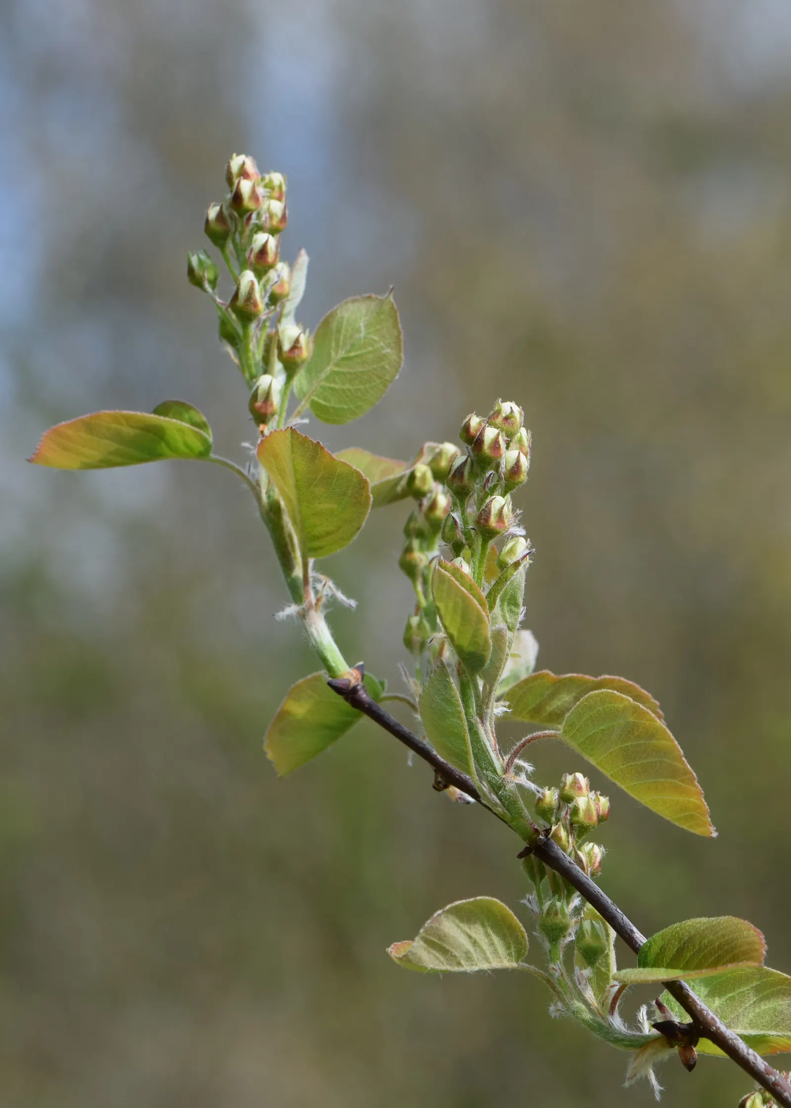 Saskatoon Serviceberry (Amelanchier Alnifolia) — Reaching mature heights of 6 to 10 feet; the foliage unfolds in leaves measuring approximately 1, image 58