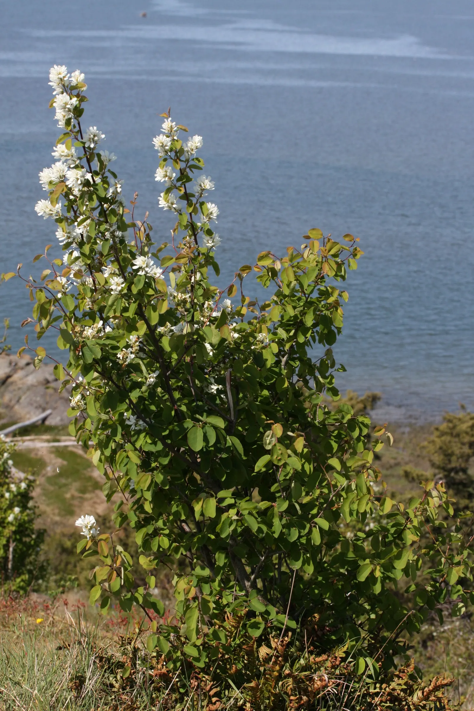Saskatoon Serviceberry (Amelanchier Alnifolia) — adopting a bright green hue that turns to striking shades of orange; purplish-blue berries that ripen in