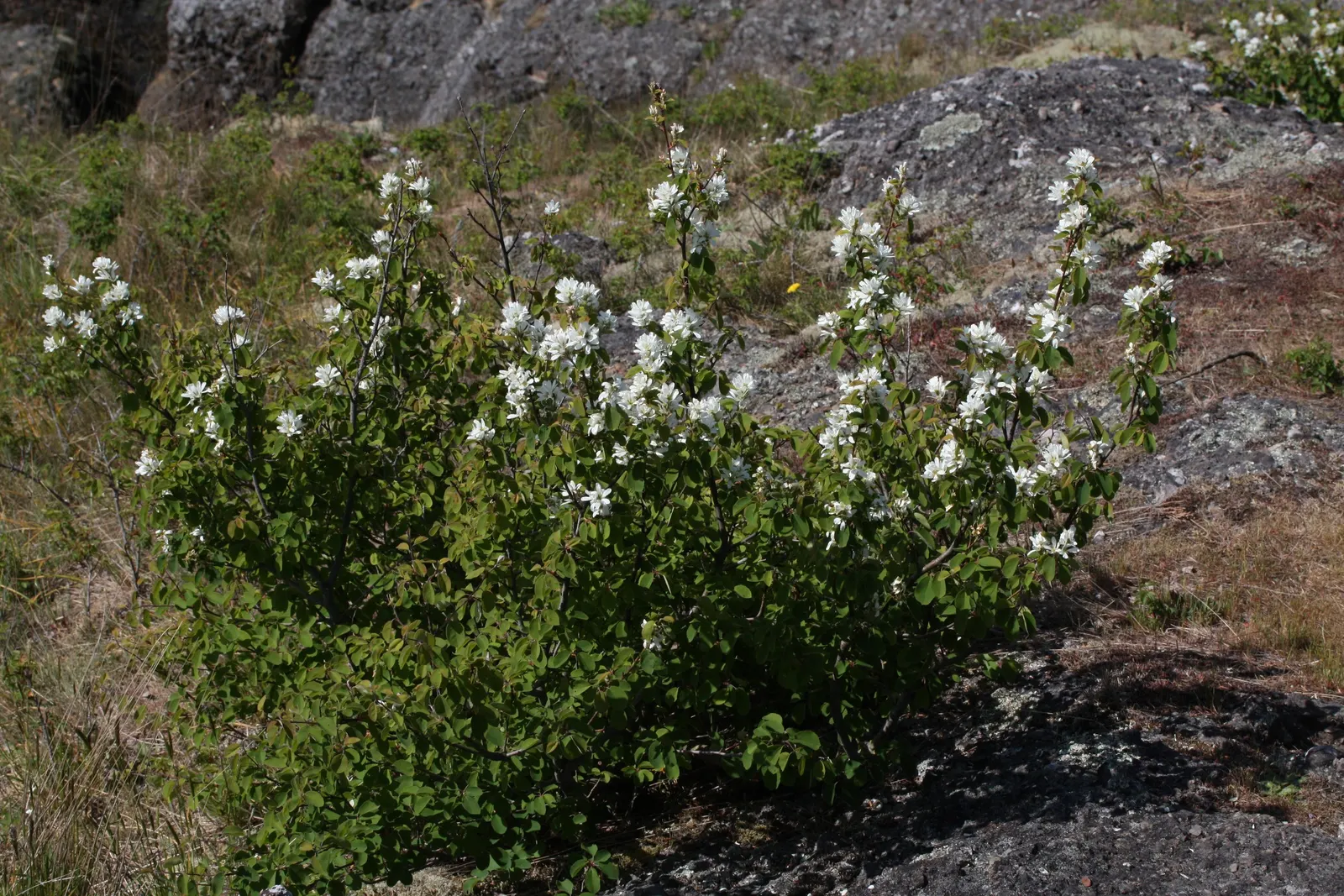 Saskatoon Serviceberry (Amelanchier Alnifolia) — providing extended seasonal interest.<br><br>Furthermore